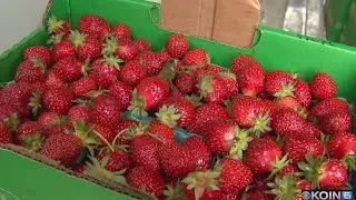 Where We Live: Peak season for Oregon strawberries