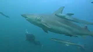 Baited Shark Dive - No cage - Aliwal Shoal 😬😮 😯