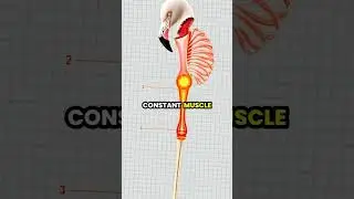 The Amazing Adaptations of Flamingos 🦩🌅