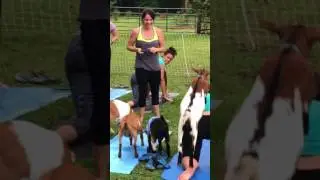 Fainting goat at goat yoga!