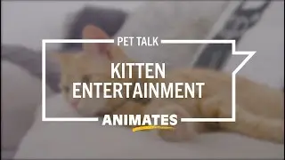 Animates Pet Talk - Kitten Entertainment