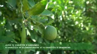 Domaine Khnichet d'agrumes By ORBIS AGRO INDUSTRY