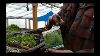 Planting Greenhouse Spinach