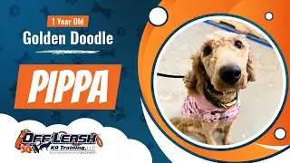 1 Year Old - Golden Doodle - Pippa - Best Dog Trainers Florida - Community K9