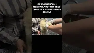 Своим внешним видом он сразу привлёк наше внимание #shorts