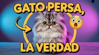 Lo que NO sabías del GATO PERSA 😱 | Errores que cometes SIN darte cuenta