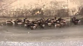 Pied billed Grebes on Utah's Bear River