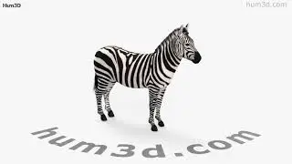 Zebra 3D model by 3DModels.org