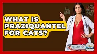 What Is Praziquantel For Cats? - Ask A Pet Vet