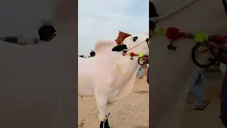jaffar mandi vibes💯😍🐂 #salecollection #bullfarm #beautyofbulls #bull#eiduladha2025