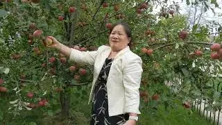 kuv tus maiv mim wb de txiv apple 10/9/22