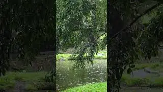 Soft Rain Sounds for Sleeping #naturesoundsforsleeping #calmingrain #relaxingtimeforyou