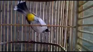 لكل عشاق البلابل بالعالم بلبل خانقين ملقب باسم الاعب ابراهيموفج خرافي اسمع الصوت والتغريد واحكم