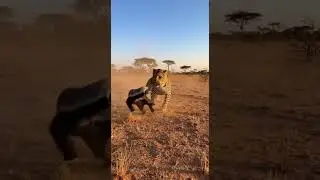 Leopard Ambush Backfires: Honey Badger Fights Back in Savage Clash 😼🔥 #wildlife #animals