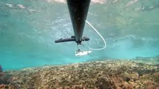 Spearfishing Pesca Sub Lanzarote 2019: Sea bass (Lubina - Spigola), 0,900 kg. - March 1, 2019