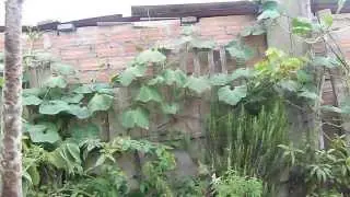 HUERTO - JARDÍN DE ATILIO MEZA EN LA AZOTEA DE SU CASA - FEBRERO 2014