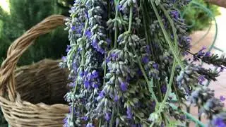 How to dry lavender and make lavender sachets with Flavor of Italy