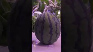 LED indoor farming grow watermelon horticulture lighting #shorts
