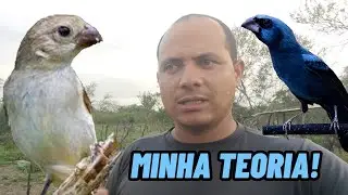 Porque alguns golinhas demoram tanto para aprender o canto do AZUL&Atilde;O?