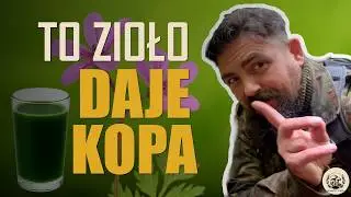 600 mg witaminy C i kofeina z dzikiego ziela &ndash; sok z Iglicy pospolitej - Erodium cicutarium