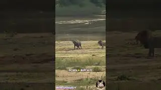 Lions Use Teamwork To Take Down A Powerful Cape Buffalo From Behind  #animals   #wildlife