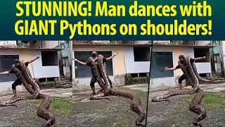 Watch INCREDIBLE video of Man Dancing With Two Giant Pythons