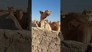 #animalshortvideo #camelshortsvideo
