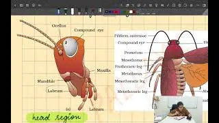 🪳 Cockroach in Detail | NEET Biology 11th | Morphology, Anatomy & Systems | Bio & Beyond Dr. Pallavi