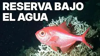 El Cachucho y la Costa Rota | Parque Natural Submarino