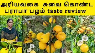 Baraba Fruit Plant Benefits & Growth | fruiting stage plant / பராபா பழ செடி பயன்கள் & வளர்ச்சி