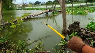 Mancing banyak ikan mas besar seperti ini saya mancing jadi betah dan puas sekali mancing disini