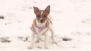 Microchip company closes, what it means for pet owners