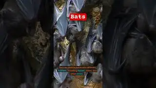 BATS ARE NOT DANGEROUS TO HUMANS #shortvideo #shortsvideo #bats #viral #viralvideo