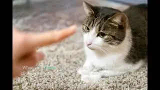 The Greatest Guide To How to Train Your Cat Basic Commands