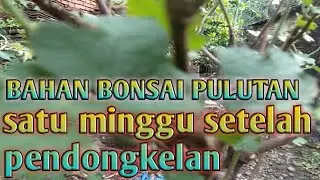 BAHAN BONSAI PULUTAN LANGSUNG HIDUP