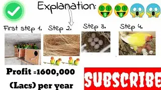 How to Start Lovebirds business | 16,00000rs Profit | Birds business idea | Muhammad's Innovation