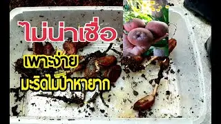 EP.56 #วิธีเพาะมะริด ไม้ป่าหายาก ที่เคยสูญพันธุ์