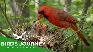 Northern Cardinal: 99 Days From Egg to Survivor | Part 1
