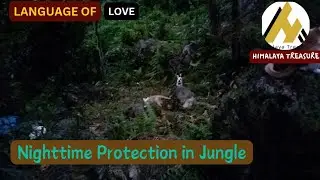 Night Jungle Training: Kittens Learn Survival Skills & Safety!