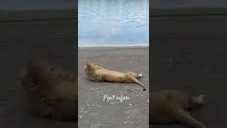 Best Moments Of Lionking #africasafari #lion #wildlife #howisafari #safarisunday #savelions