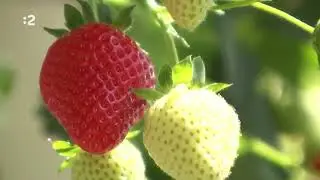 Slovenské jahody Slahôdky zo skleníka (Farmárska revue)