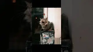 Unlocking the Secrets: How Cats Sense Earthquakes!