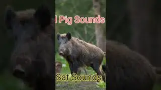 Wild Pig Sounds