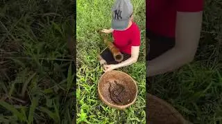 Amazing Eel Trap Technique With Survival Skills