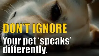 Your Dog Can&rsquo;t Tell You They&rsquo;re Hurting - The Curiosity Gap