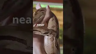 Survive a Snake Bite 🐍🚑