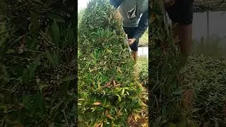 Amazing skill cut the leaves of the red shoot tree to make them beautiful #gogreen