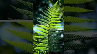 nature lover#naturelover#viral  #nature #shorts