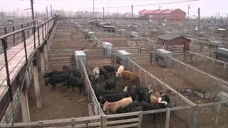 Animal Traceability