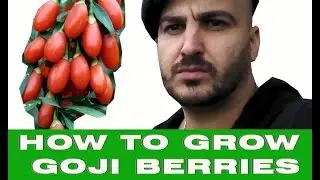 How to grow Goji Berry plants in your Garden